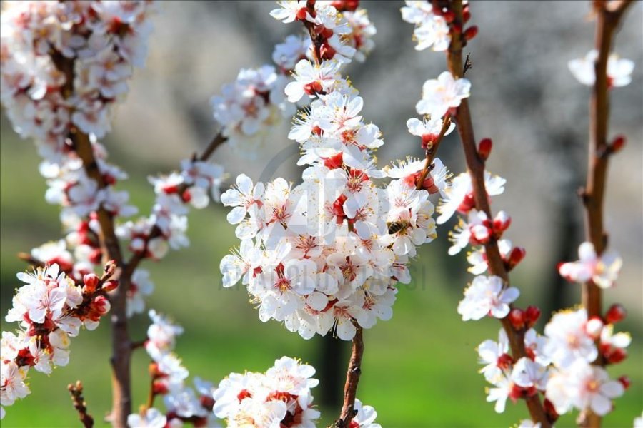 https://malatyahabergazetesi.tr/content/images/news/malatyada-bahar-manzarasi-kayisi-agaclari-cicek-acti-ova-beyaza-burundu-malatya-3750-lg.webp